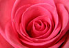 noosa florist
