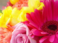 noosa wedding florist